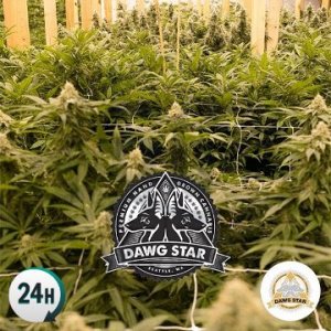 critical-purple-kush-dawgstar-seeds-cannapot.jpg