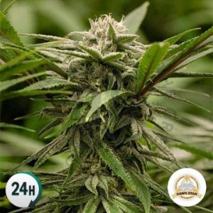 EWOK-dawgstar-seeds-cannapot-weedseeds.jpg