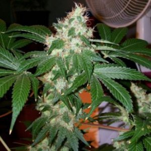 chem-valley-kush-feminized-caliconnection-dope.jpg