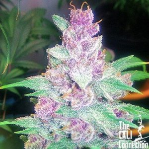 grape-kush-caliconnection-female-weedseeds.jpg