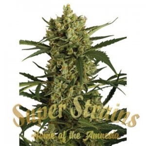 Crackers-Super-Strains-Hanfsamen-feminized-seeds.jpg