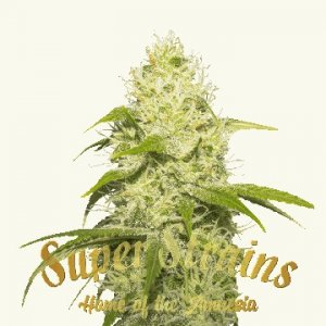 la-jefa-superstrains-cannabissamen-feminized-seeds.jpg