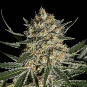 Face-off-og-Bilbo-feminized-Genehtik-Seeds.jpg