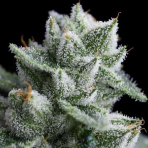 Rudeboi-og-ApeOirgin-feminized-weedseeds-hanfsamen.jpg