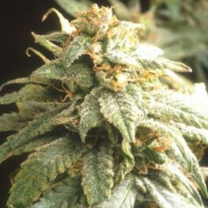 g13-apeorigin-hanfsamen-cannapot-female.jpg