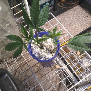 GG4 cuttings