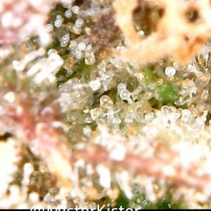 medicgrow-spectrum-x-review-20211005-155606_Gallery.jpg