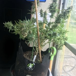 Photo 2 - GSC1 - Pre-Harvest.jpeg