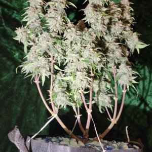 20210927-medic-grow-ez-8-review-50-shadesofgrape.jpg