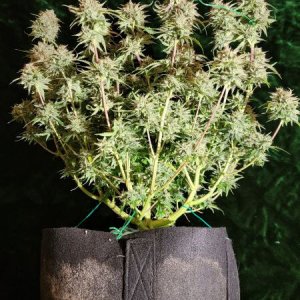 20210927-medic-grow-ez-8-review-creme-de-la-chem-x-skywalker.jpg