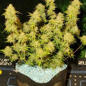 20210927-medic-grow-ez-8-review-creme-de-la-chem-x-skywalker-1.jpg