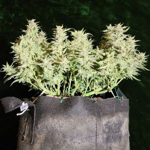 20210927-medic-grow-ez-8-review-double-grape.jpg