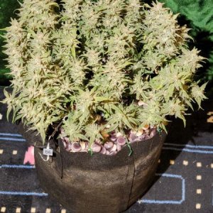 20210927-medic-grow-ez-8-review-double-grape-1.jpg