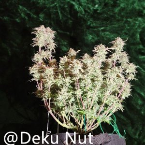 20210927-medic-grow-ez-8-review-double-grape-x-skywalker.jpg