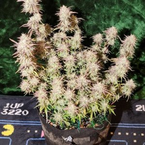 20210927-medic-grow-ez-8-review-double-grape-x-skywalker-1.jpg