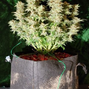 20210927-medic-grow-ez-8-review-strawberry-nuggets-x-forum-stomper.jpg