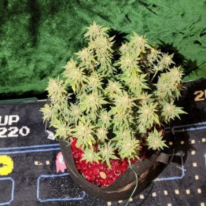 20210927-medic-grow-ez-8-review-strawberry-nuggets-x-forum-stomper-1.jpg