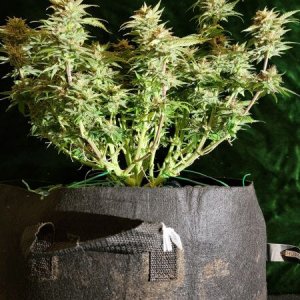 20210927-medic-grow-ez-8-review-strawberry-nuggets-x-skywalker.jpg