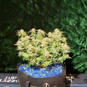 20210927-medic-grow-ez-8-review-strawberry-nuggets-x-skywalker-1.jpg