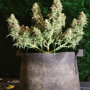 20210927-medic-grow-ez-8-review-super-orange-haze.jpg