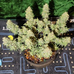 20210927-medic-grow-ez-8-review-super-orange-haze-1.jpg