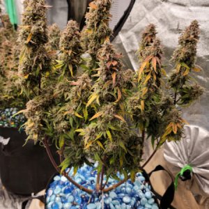 20211005-medic-grow-ez-8-review-50-shadesofgrape.jpg