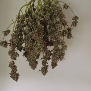 20211005-medic-grow-ez-8-review-creme-de-la-chem-x-skywalker.jpg