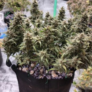 20211005-medic-grow-ez-8-review-double-grape.jpg