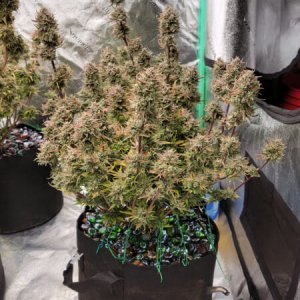 20211005-medic-grow-ez-8-review-double-grape-x-skywalker.jpg