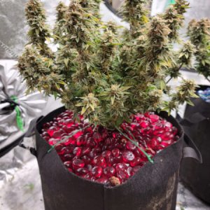 20211005-medic-grow-ez-8-review-strawberry-nuggets-x-forum Stomper.jpg