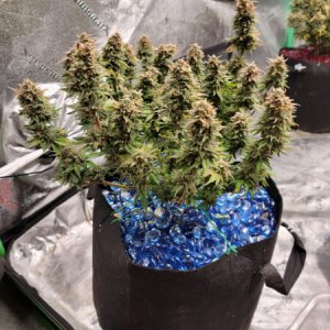 20211005-medic-grow-ez-8-review-strawberry-nuggets-x-skywalker.jpg