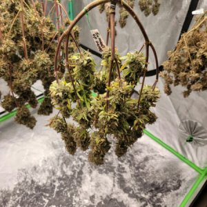 20211010-medic-grow-ez-8-review-50-shadesofgrape.jpg