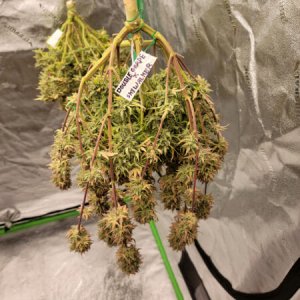 20211010-medic-grow-ez-8-review-double-grape-x-skywalker.jpg