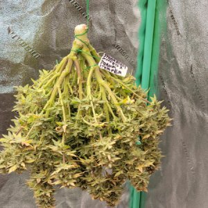 20211010-medic-grow-ez-8-review-strawberry-nuggets-x-forum Stomper.jpg