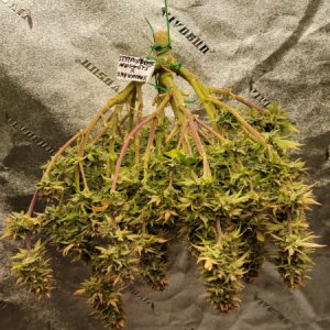 20211010-medic-grow-ez-8-review-strawberry-nuggets-x-skywalker.jpg