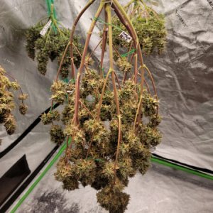 20211010-medic-grow-ez-8-review-toofless_alien.jpg