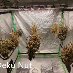 20211018-medic-grow-ez-8-review-drying.jpg