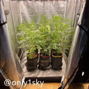 only1sky-medic-grow-fold-8-review-1.jpg