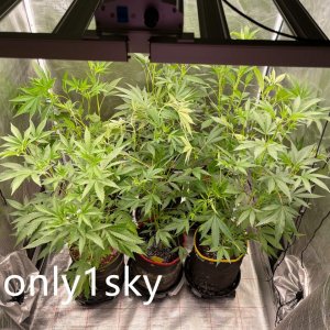 only1sky-medic-grow-fold-8-review-2.jpg