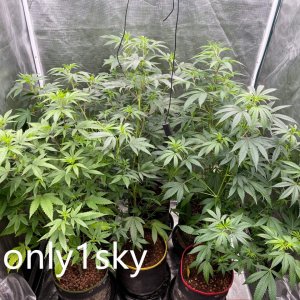 only1sky-medic-grow-fold-8-review-4.jpg