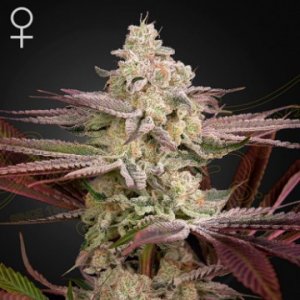 chemical-bride-seeds-greenhouse-seed-company-weed.jpg