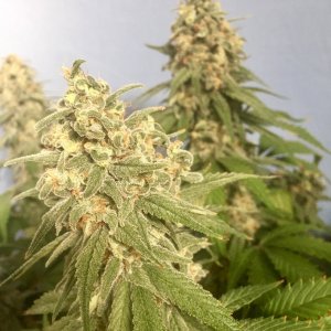 GSC #4