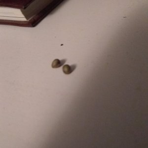 My first seeds. I'm a big girl!