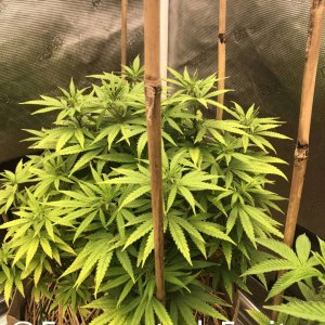 grow-with-medic-grow-fold-8-20210916-2.jpg