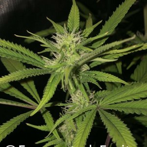 grow-with-medic-grow-fold-8-20211003-8.jpg