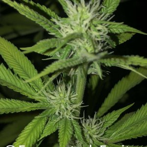 grow-with-medic-grow-fold-8-20211003-10.jpg