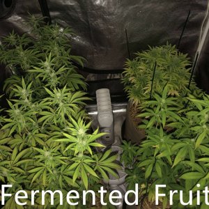 grow-with-medic-grow-fold-8-20211003-11.jpg