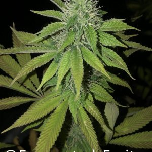 grow-with-medic-grow-fold-8-20211015-2.jpg