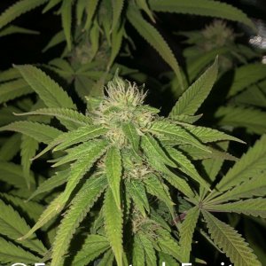 grow-with-medic-grow-fold-8-20211015-3.jpg