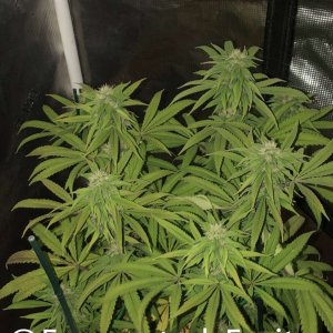 grow-with-medic-grow-fold-8-20211015-5.jpg